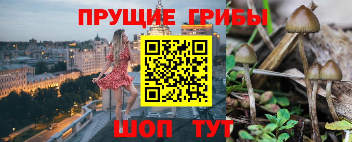 Псилоцибиновые грибы Psilocybine cubensis Коммунар